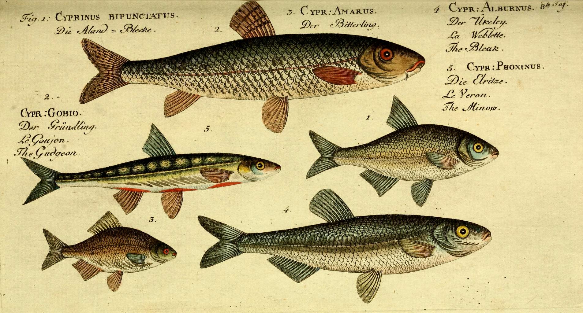 encyclopedie poisson